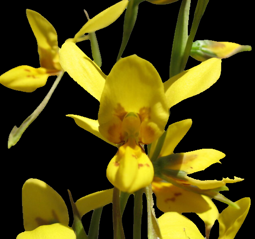 Diuris Golden Wand - Blooming size tuber - Bare root