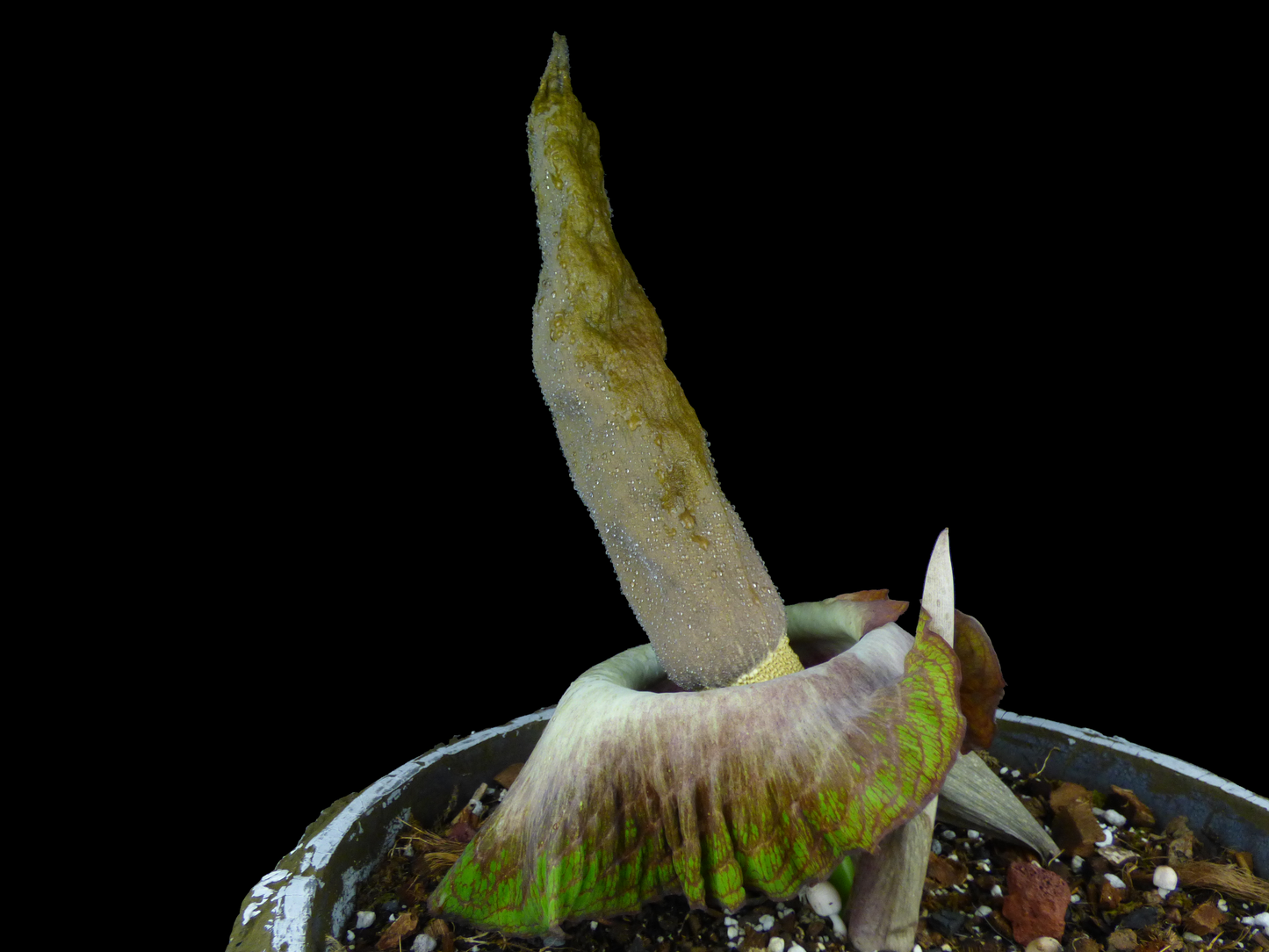 Amorphophallus impressus - Seedling size tuber