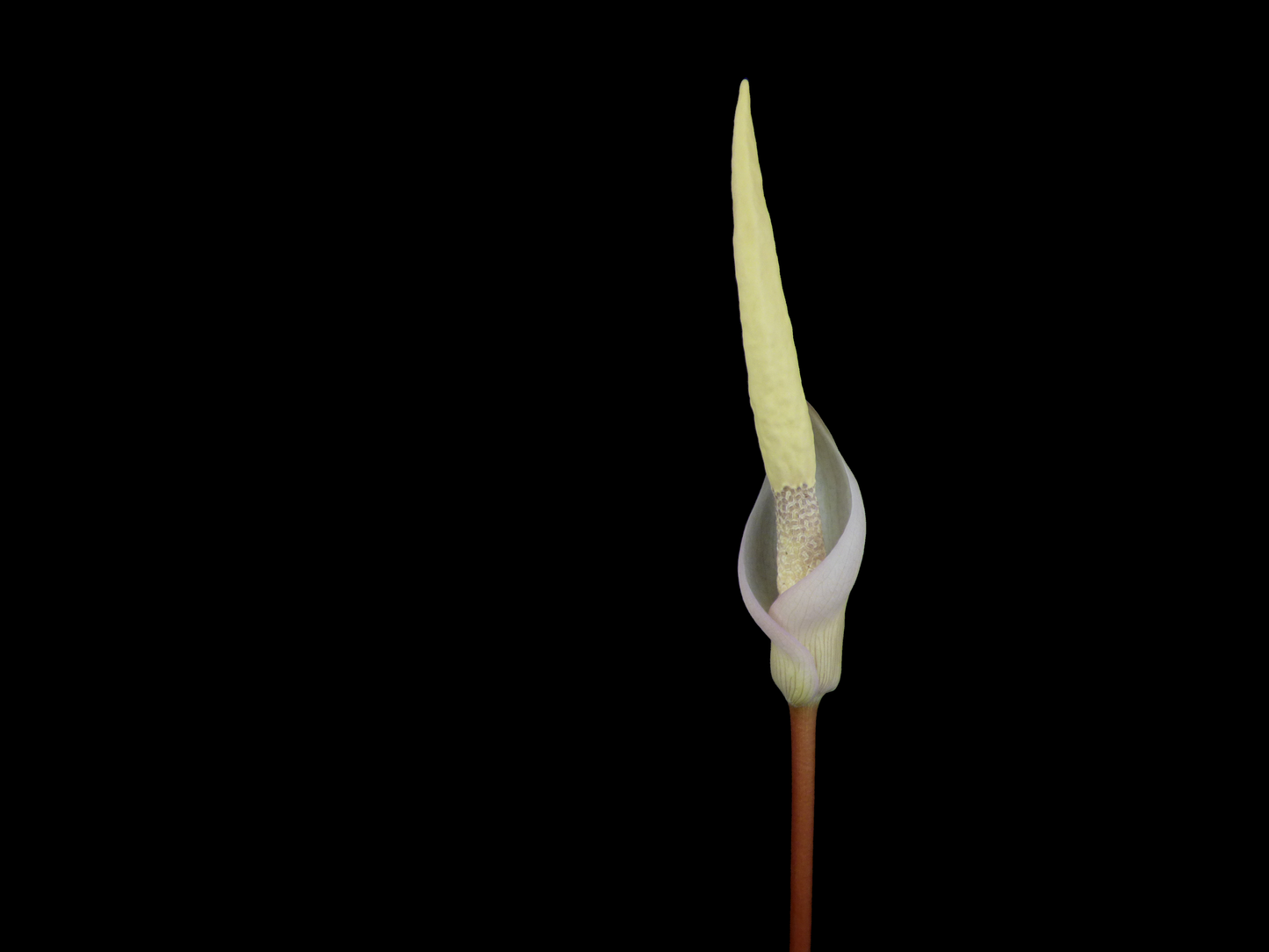 Amorphophallus saururus - Near blooming size tuber