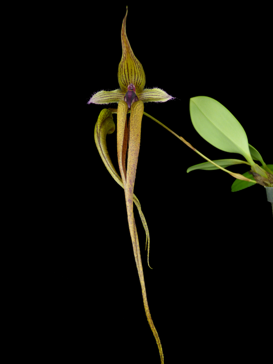 Bulbophyllum (romyi x echinolabium) - Near blooming size