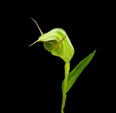 Pterostylis alveata - Blooming size tuber - Bare root