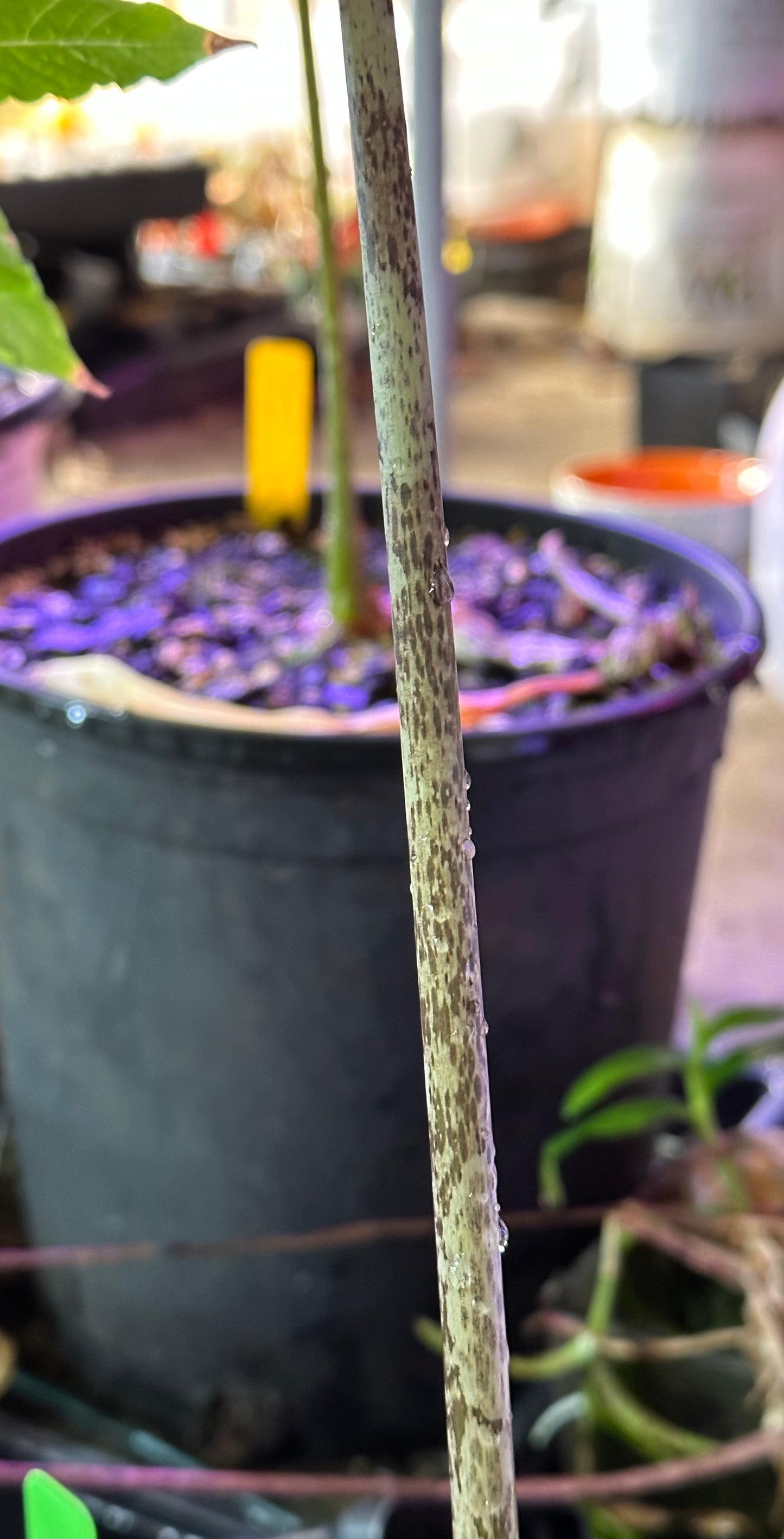 Amorphophallus prainii - Seed grown - Large seedling