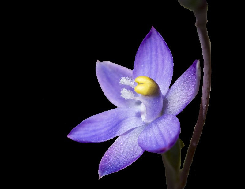 Thelymitra granitora - BLUE - Blooming size tuber - Bare root