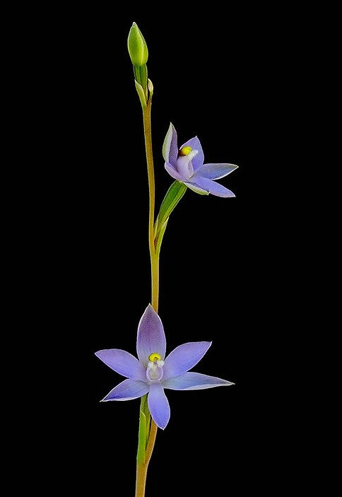 Thelymitra glaucophylla (syn. nuda) - BLUE - Blooming size tuber - Bare root