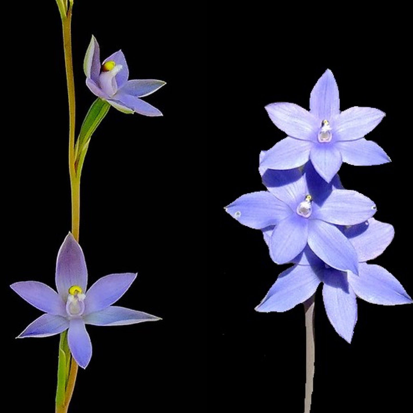 Thelymitra (glaucophylla X megacalyptra) - BLUE - Blooming size tuber - Bare root