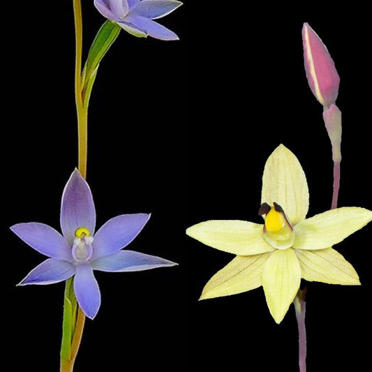 Thelymitra Goldfingers - Blooming size tuber - Bare root