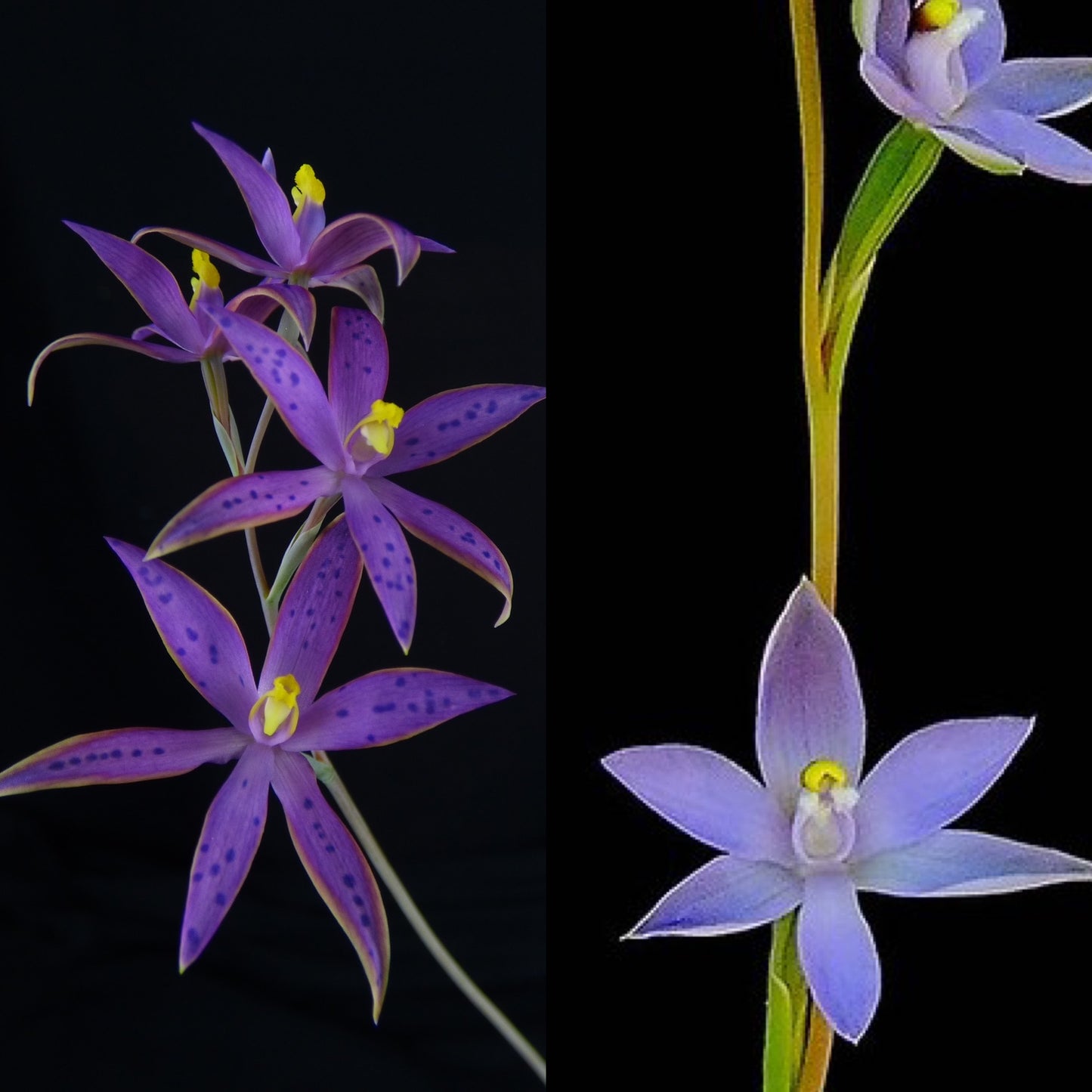 Thelymitra (Ron Heberle x glaucophylla) - Blooming size tuber - Bare root
