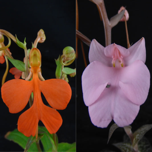 Habenaria (Hampson x carnea) REO108 - NEW HYBRID - Community Pot (4-6 plants)