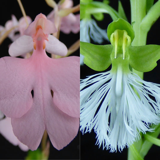Habenaria Mammillothala (REO093) - NEW HYBRID - Near blooming size