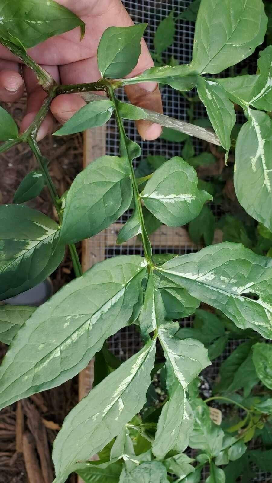 Dracontium prancei 'Silver Leaf' - Seedling size