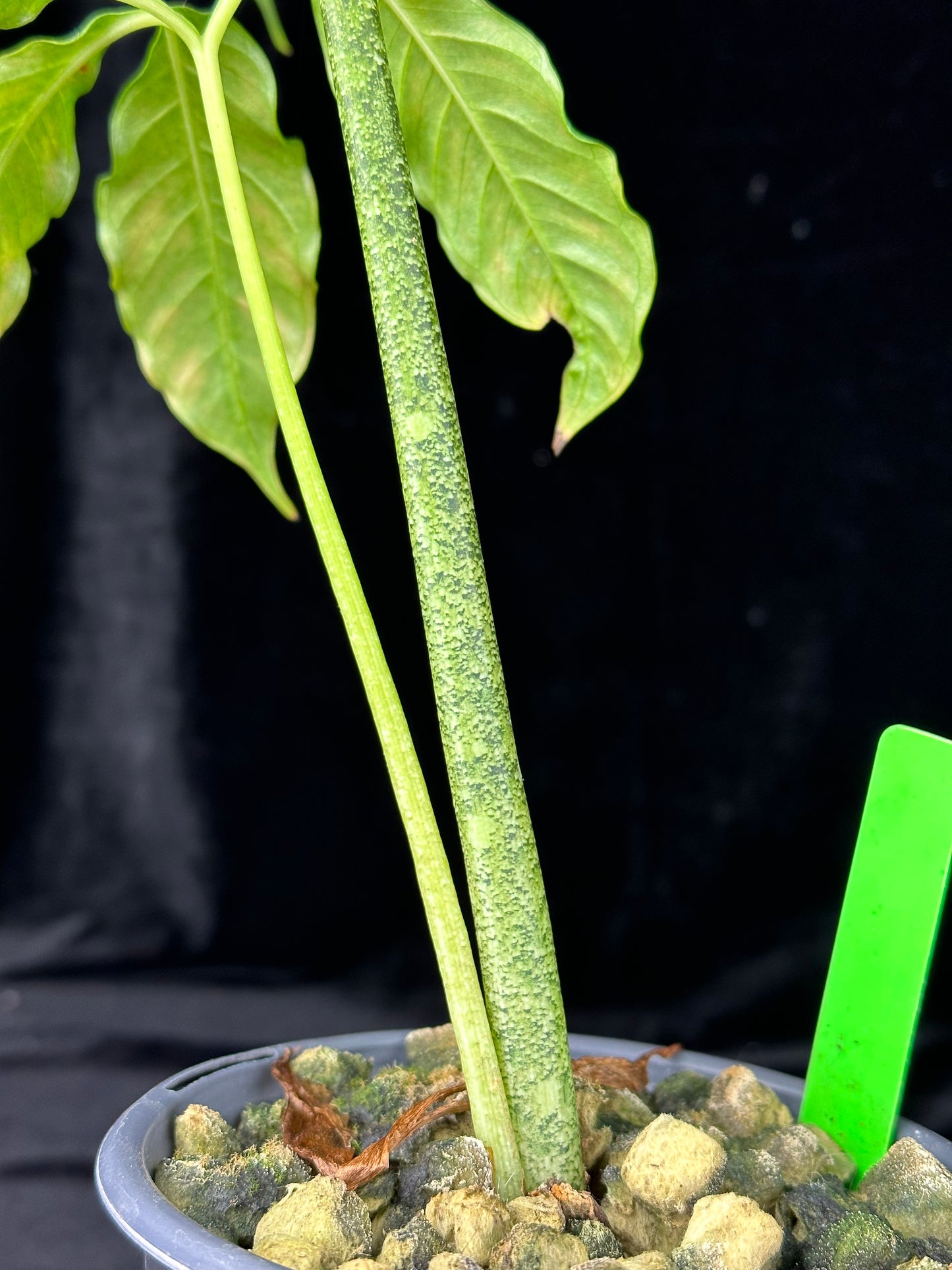 Amorphophallus ((titanum x John Tan) x lambii) - Large seedling PLANT (13+ inches tall) SEED GROWN