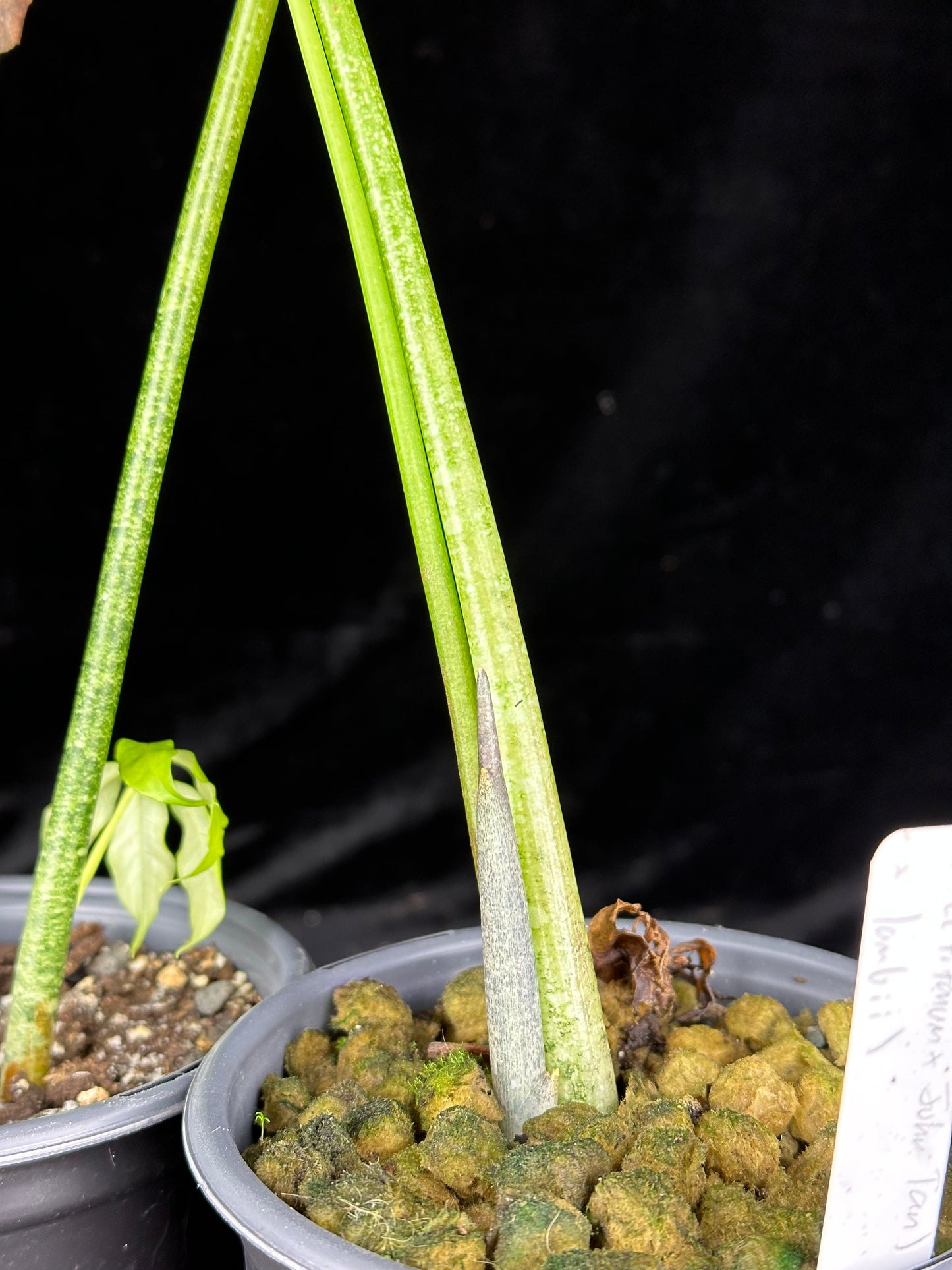 Amorphophallus ((titanum x John Tan) x lambii) - Large seedling PLANT (13+ inches tall) SEED GROWN