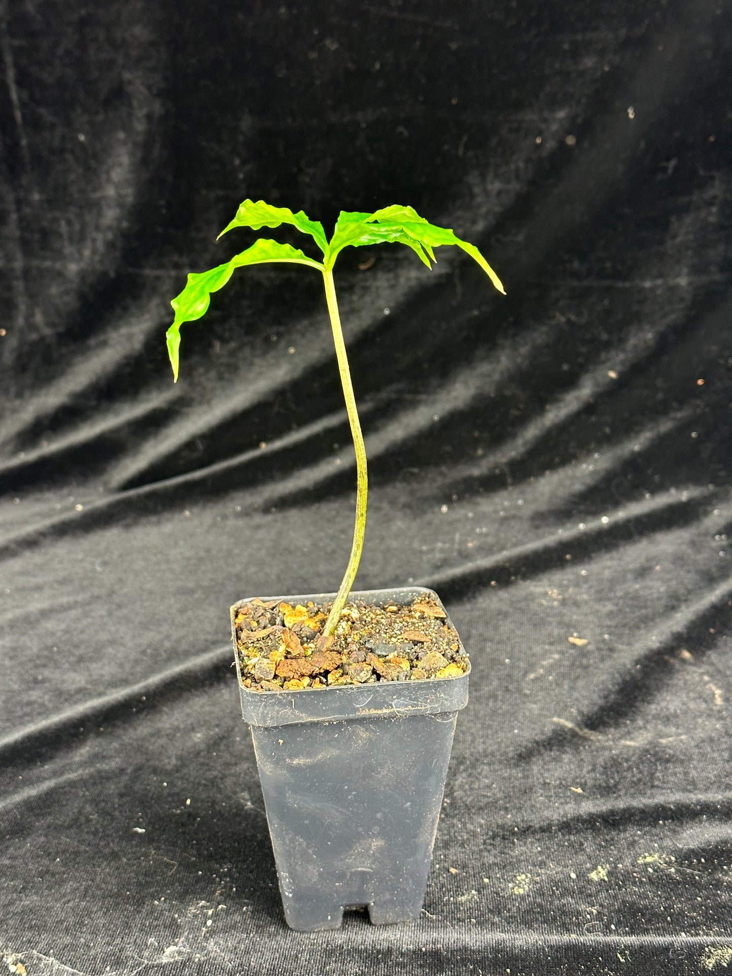 Amorphophallus rayongii - Seedling Size PLANT - Seed grown