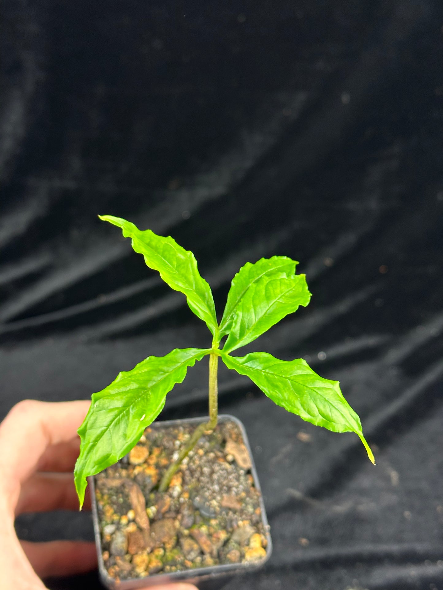 Amorphophallus rayongii - Seedling Size PLANT - Seed grown