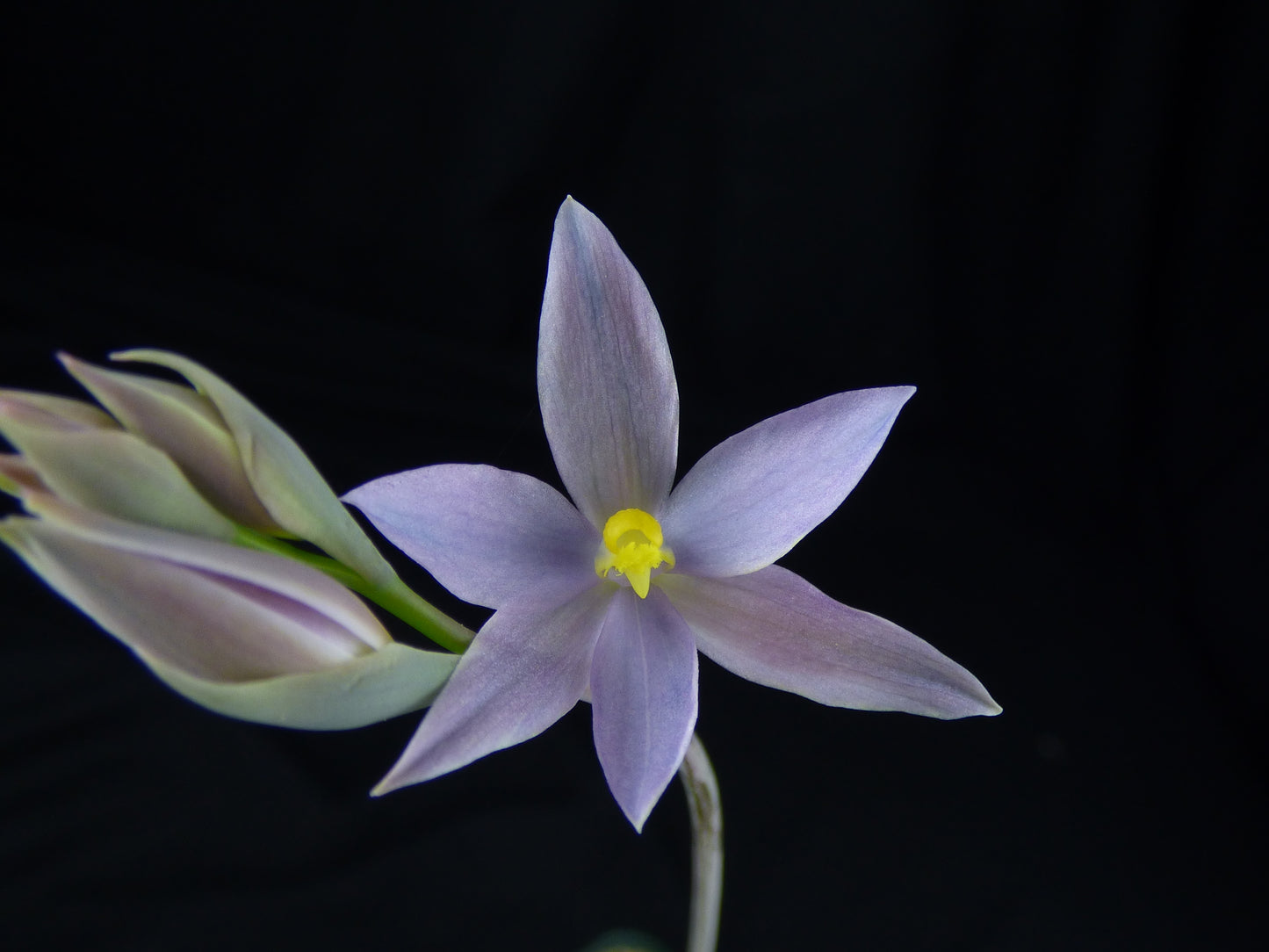 Thelymitra (glaucophylla X paludosa) - BLUE - Blooming size tuber - Bare root