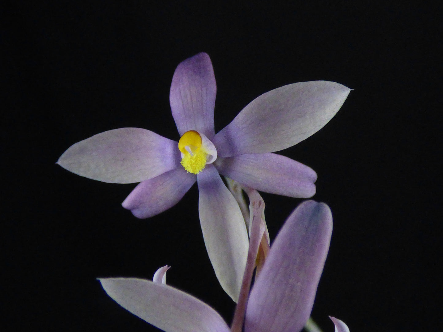 Thelymitra (luteocilium x paludosa) - Blooming size tuber - Bare root