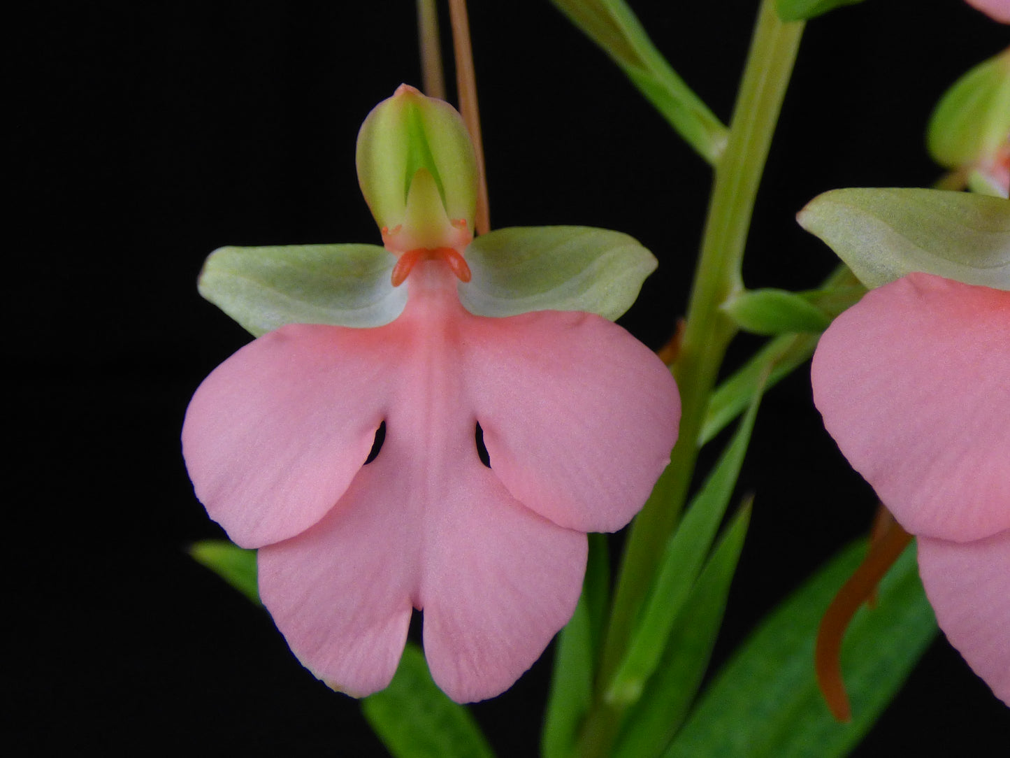 Habenaria Erich's Pink Thing 'She's Allowed to Wait' AM/AOS - Seedling size tuber