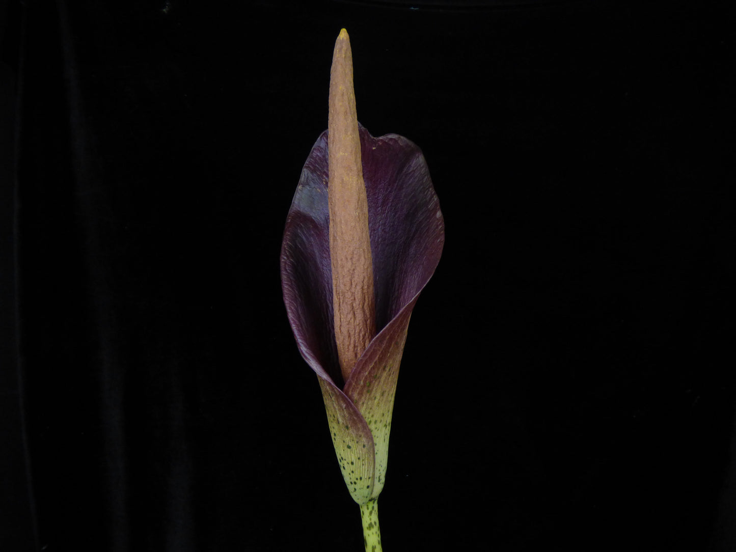 Amorphophallus konjac ‘Gordon's Gold' - Cold Hardy - Seedling size tuber
