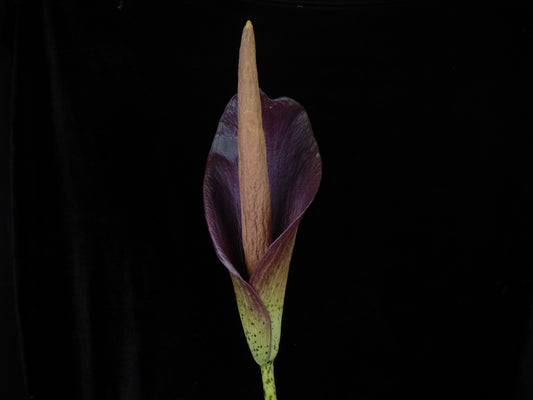 Amorphophallus konjac 'Nightstick' - Cold Hardy - Seedling tuber