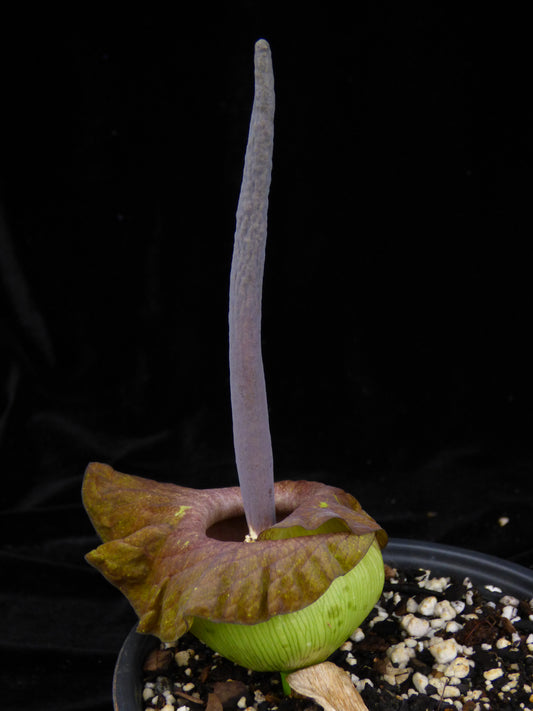 Amorphophallus lewallei hybrid - Seedling size tuber