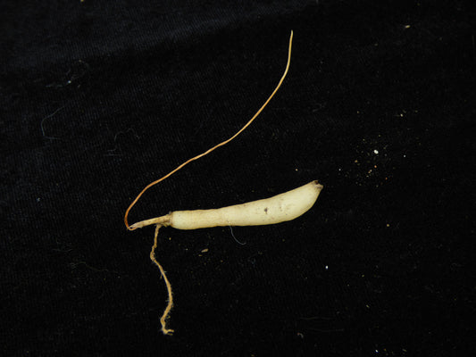 Diuris (brevifolia x venosa) - Blooming size Tuber - Bare root