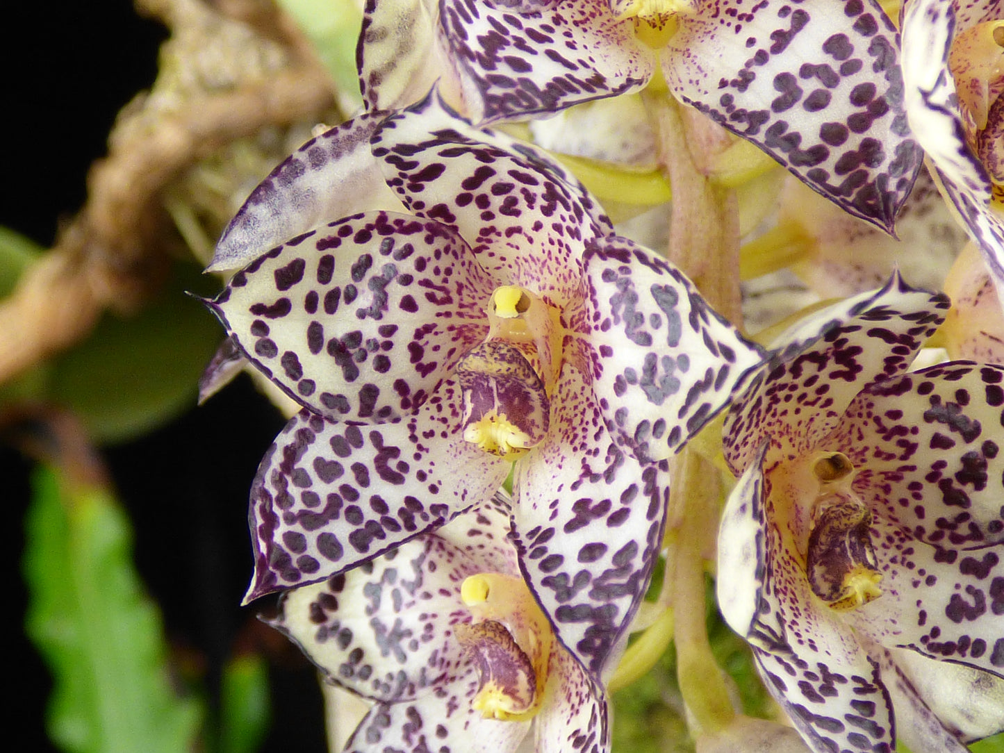 Bulbophyllum kubahense - Seedling Size