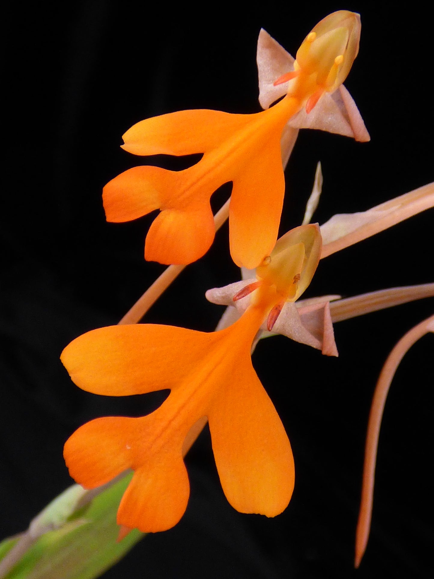 Habenaria rhodocheila - Blooming size tuber