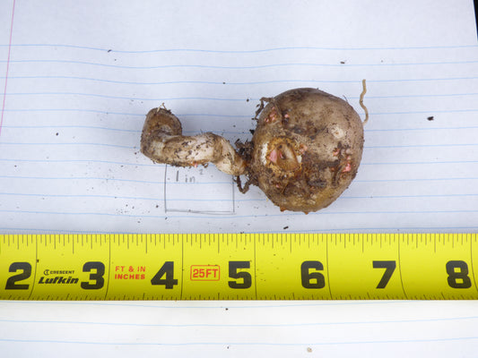 Amorphophallus konjac - Cold Hardy - Large seedling tuber
