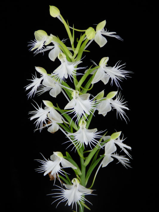 Pectabenaria Ptarmigan - Blooming size Tuber