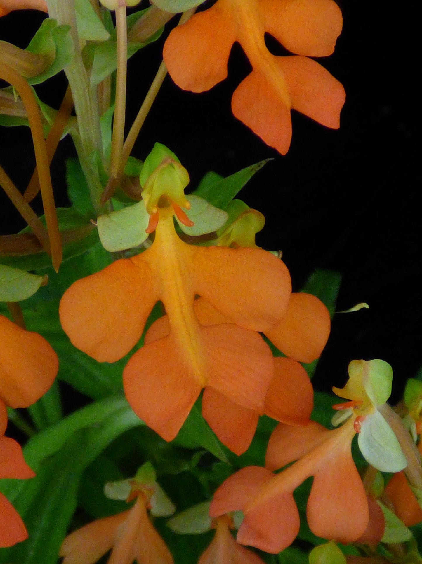 Habenaria Canary 'Second Harmonic' - Near blooming size tuber