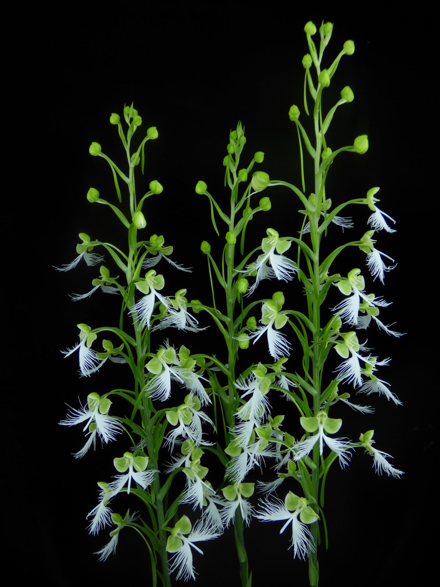 Habenaria Fornix (Select C) - Blooming size tuber