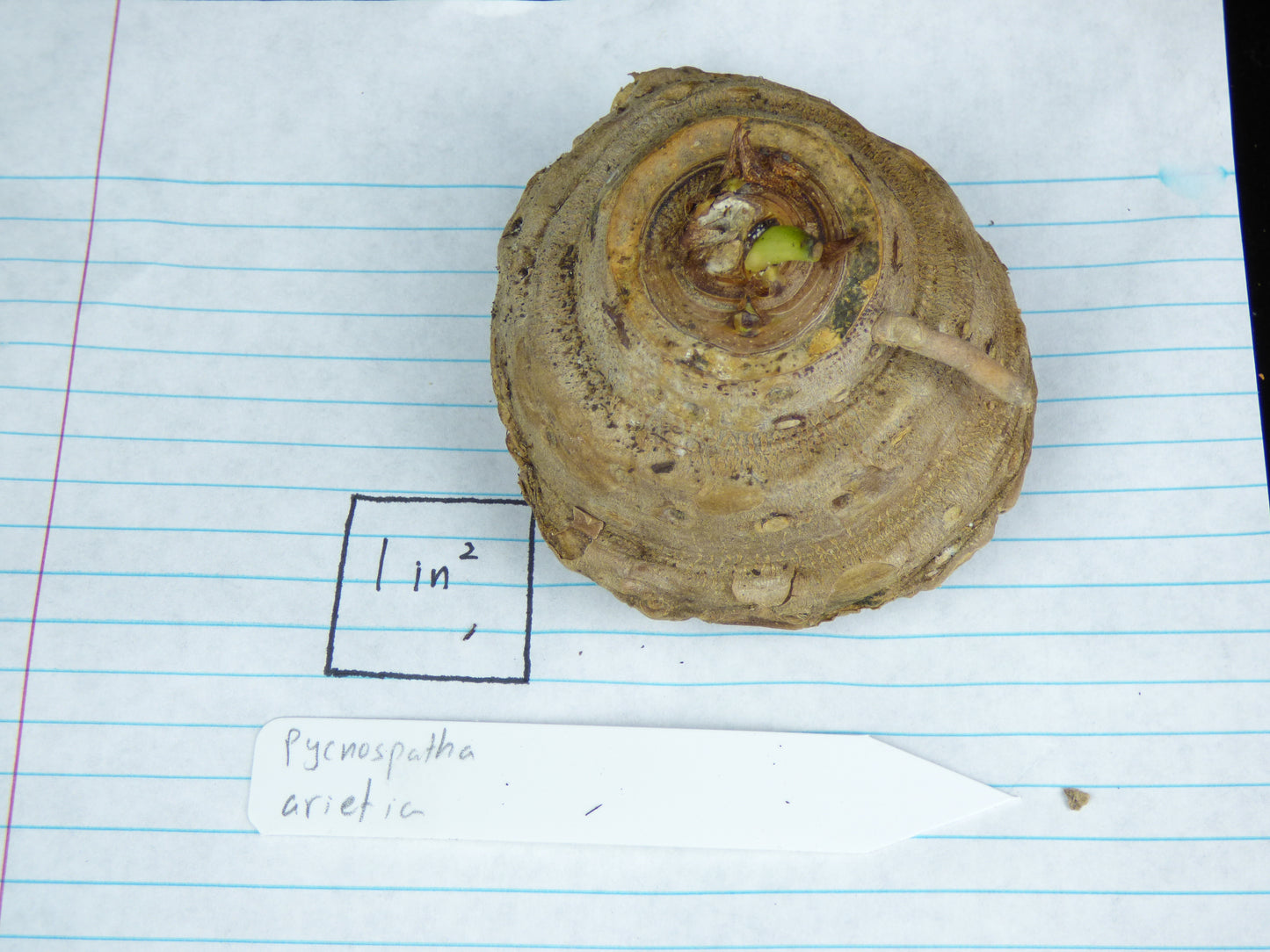 Pycnospatha arietina - RARE - Blooming size
