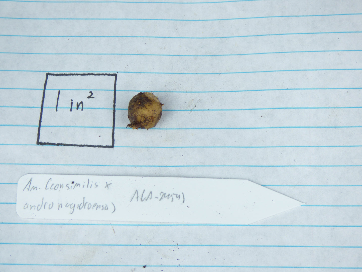 Amorphophallus (consimilis x andranogidroensis) (AGA-2454-XX) - Seedling size