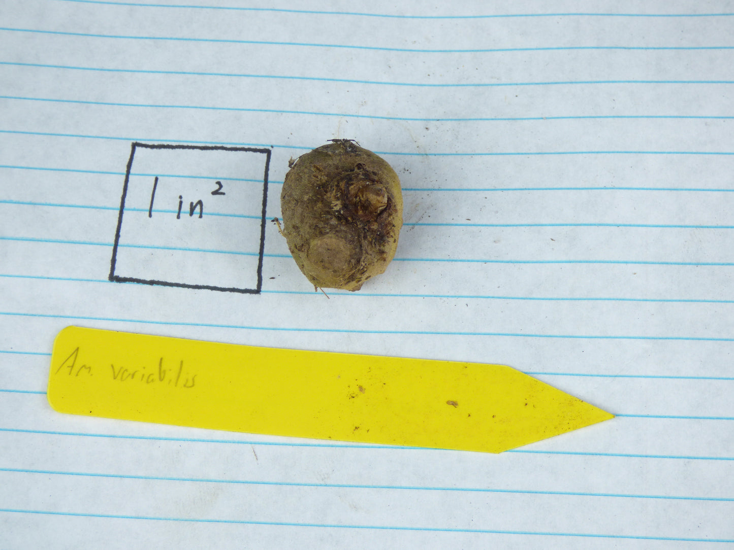 Amorphophallus variabilis - Large seedling size (seed-grown)