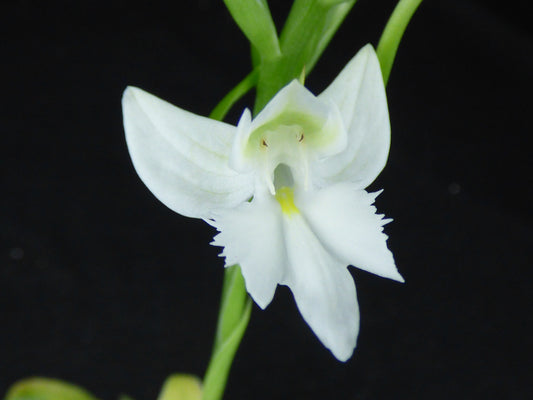 Pectabenaria Pyewacket - Blooming size Tuber