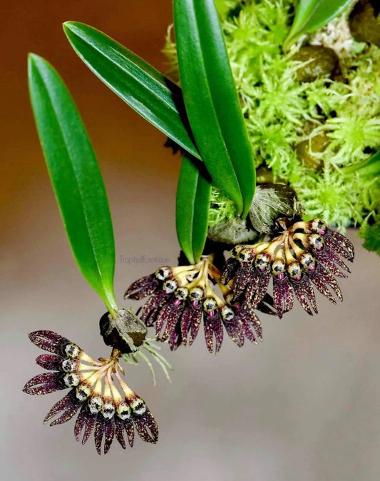 Bulbophyllum retusum - Community Pot (3-4 plants)