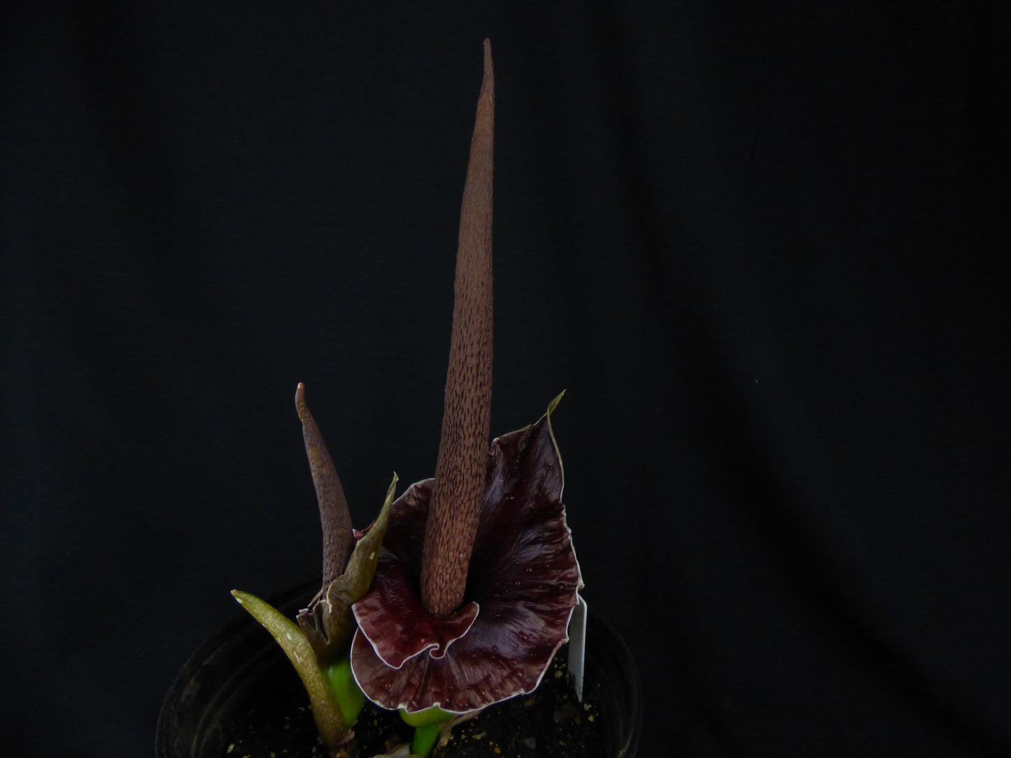 Amorphophallus henryi - Near blooming tuber