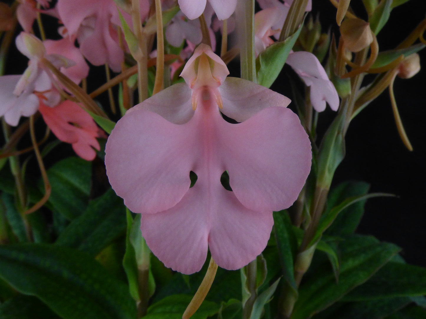 Habenaria Raingreen's Pink Paw 'Bubbley' - Seedling size tuber