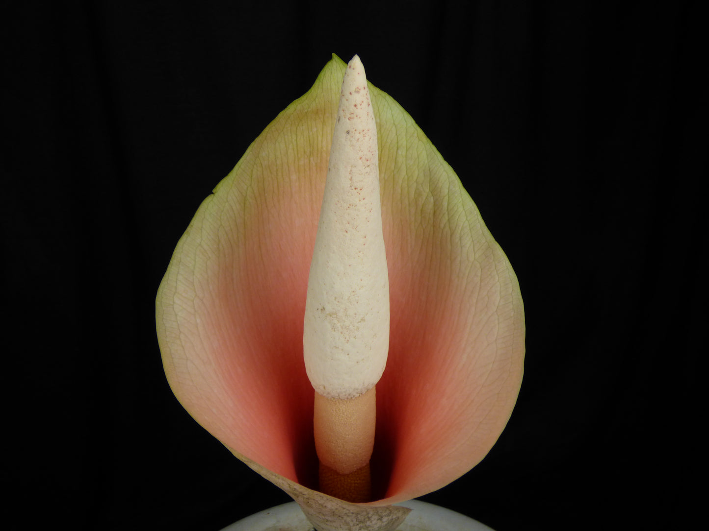 Amorphophallus bulbifer - Tuber
