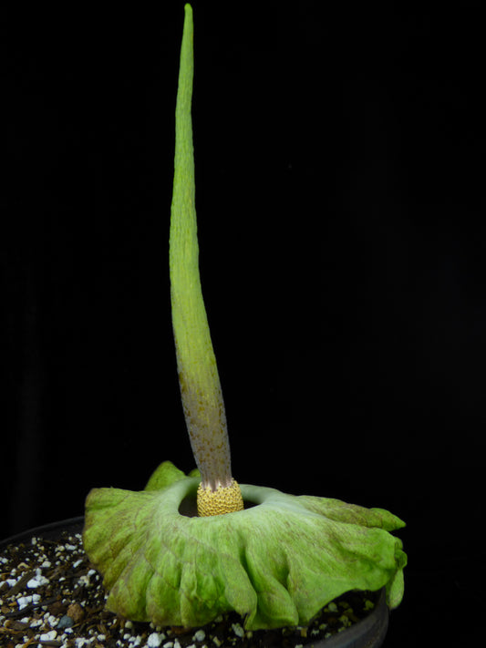 Amorphophallus (lewallei x impressus) - Tuber