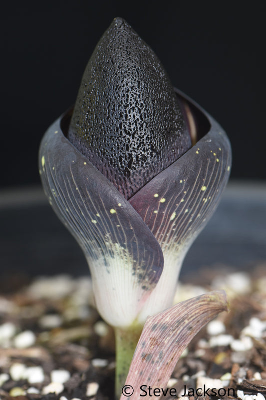 Amorphophallus aphyllus - Seed-grown seedling tuber